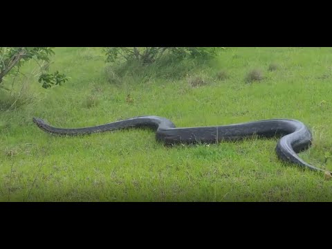 Massive Africa Rock Python