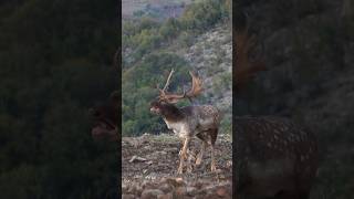 Croaking Fallow Deer Buck Struts His Stuff