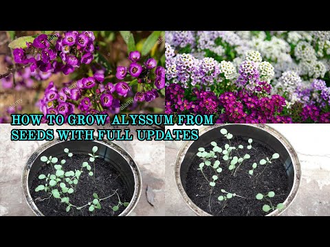 ვიდეო: Alyssum Marine (31 ფოტო): ბალახოვანი მცენარის აღწერა ღია გრუნტისთვის. იზრდება ზღვისპირა ლობულარია თესლიდან