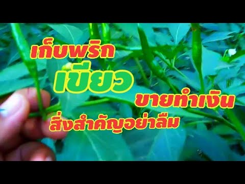 วีดีโอ: วิธีเก็บพริกเขียว