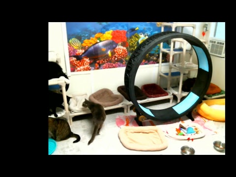 special needs animal rescue Blind Cat Rescue & Sanctuary, Inc Live Stream
