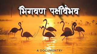 Bird Watching Near Pune | Bhigwan Bird Sanctuary | Birding In Ujani Dam | Birding 4k Video