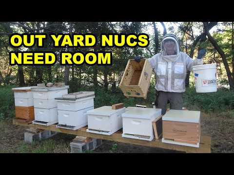Out Yard Nucs Need More Room – Expanding Into 10-Frame Hives