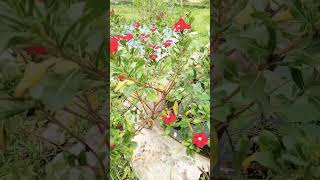 সুবহানাল্লাহ #shortvideo #shorts #short