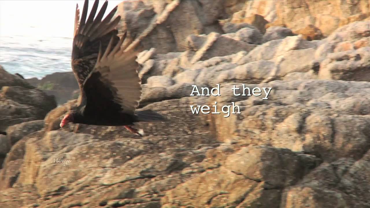 Turkey Vulture YouTube