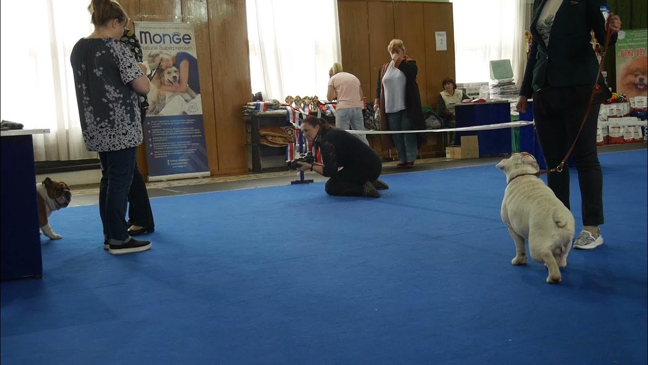 12. выставка собак евразия 2019. собачья выставка. евразия 2020 выставка собак 9 группа. выставка собак 21.