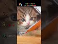Top 5 Cutiest Cats Ever 😻✨ | You Won’t Stop Smiling! #cat #cute #kitten #funnyvideos
