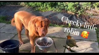 Robin likes to share mooses food every day ❄️ #winterfood #dog #redrobin #christmas #birds by Maggies Houz 38 views 6 months ago 48 seconds