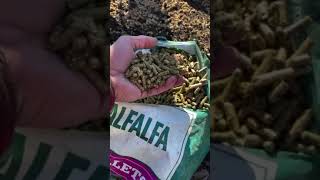 How to Use Alfalfa Pellets in the Garden: A Perfect Organic Fertilizer with a Growth Hormone!