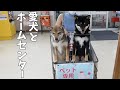 柴犬とホームセンターでお買い物!新しいタイルカーペット敷いて大喜び