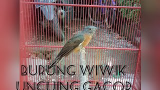 Burung Kedasih uncuing