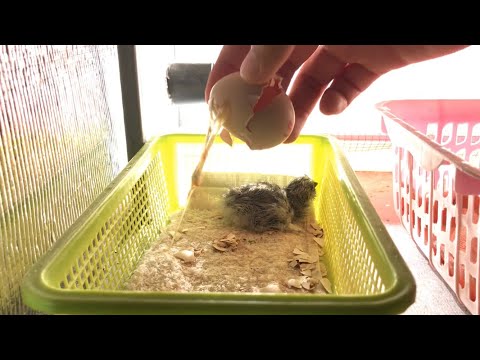 วีดีโอ: 3 วิธีในการฟักไข่ไก่