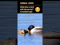 Cute New Funniest Animals Jokes Videos 2024 50. #tiktok #dog #cute #jokes #pets #funny #shorts #dog