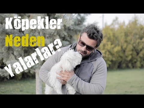 Video: Bir Köpek Eğitimcisine Sorun: Neden Köpeğim Whine?