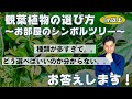 観葉植物の選び方〜お部屋のシンボルツリー〜