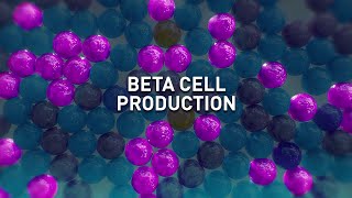 HumEn – Beta Cell Production