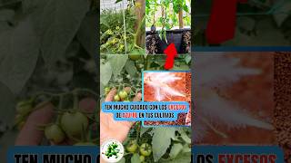 Ten mucho cuidado con el exceso de azufre en tus cultivos #hortalizas #tomate