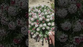 Himalay flwor