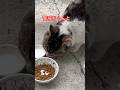 ２匹の距離😸#short#shorts#japan#cat#cats#zoo#おもしろ#ねこ#猫#癒し#野良猫#猫動画#かわいい#猫パンチ