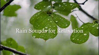 Rainstorm Symphony: Relaxing Rain Sounds with Melodic Music | Sleep Aid