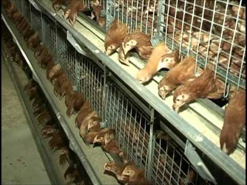 Клеточное оборудование для содержания ремонтного молодняка птицы фирмы ТЕХНА