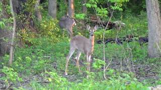 🦌🏞️Deer in Warner Park