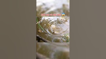 Cắm câu mồi dế mà dính con cá này luôn #cắmcâu #fishing