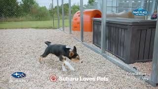 Parkway Subaru Loves Pets 2025 - 30 seconds