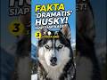 Fakta Dramatis di Balik Siberian Husky #faktaunik #shortsindonesia