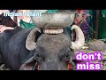 Indian telant of animal funny moments #vlog my vlog video