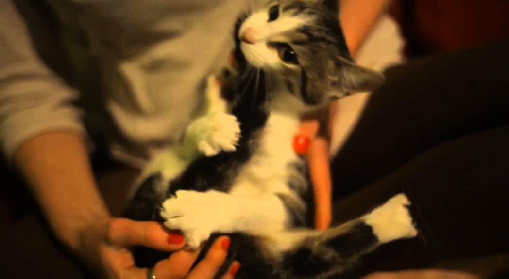 angry cat bites its tail YouTube