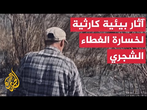 سوريا تفقد 30 ألف هكتار من غاباتها خلال 14 عاما من الحرب