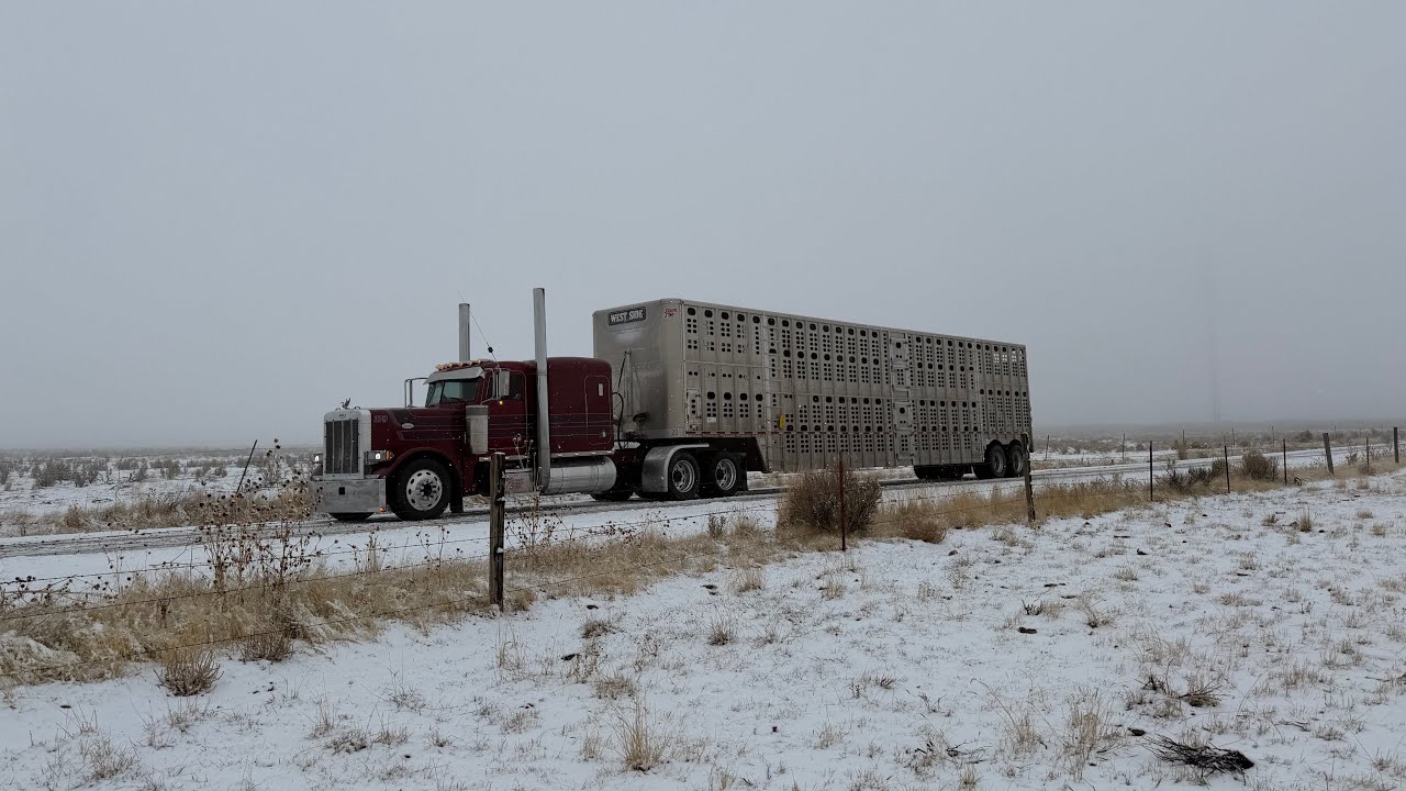 CARGANDO GANADO EN LA NIEVE , Y MIREN TODO LO QUE PASAMOS #truck