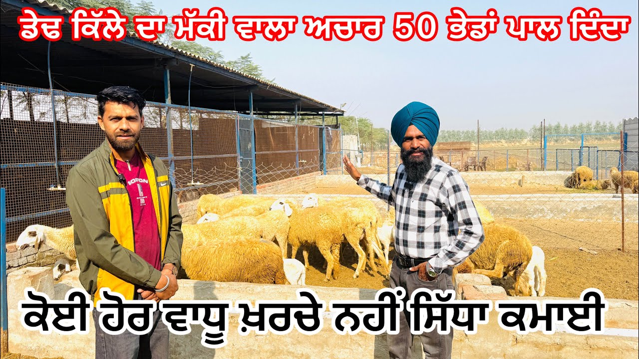 50 ਭੇਡਾਂ ਪਾਲ ਦਿੱਤਾ ਡੇਢ ਕਿੱਲਾ ਮੱਕੀ ਦਾ ਅਚਾਰ ਹੋਰ ਕੋਈ ਬਿਮਾਰੀ ਤੇ ਵਾਧੂ ਖਰਚ ਨਹੀਂ #iltilanatv #farming 