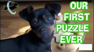 Our First Dog Game Ever | Ripley is a Fast and Smart Puzzle Solver screenshot 4