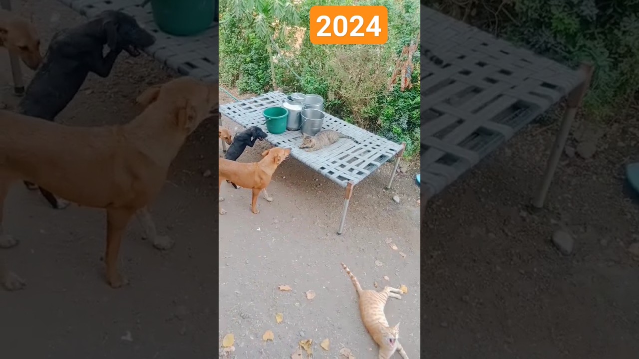 THIS CAT DOG 2024 