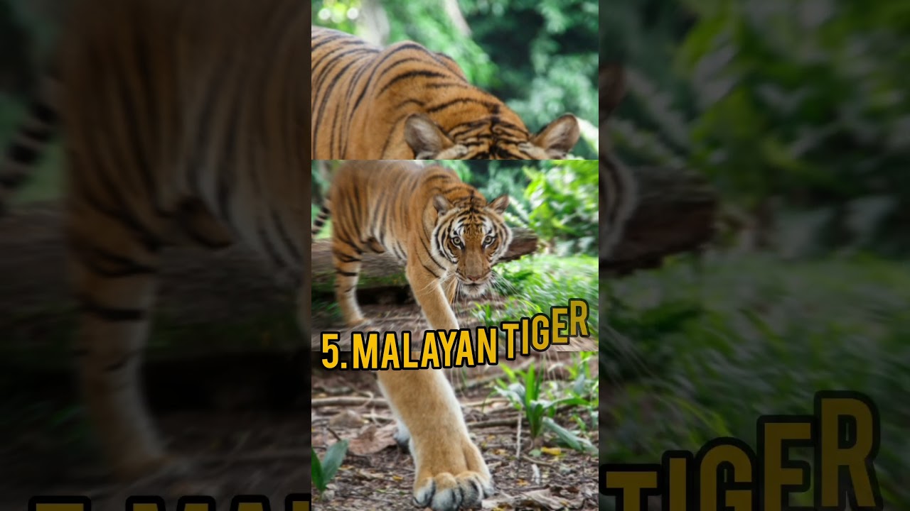 the most endangered 🐅  species in the 🌎  2023 