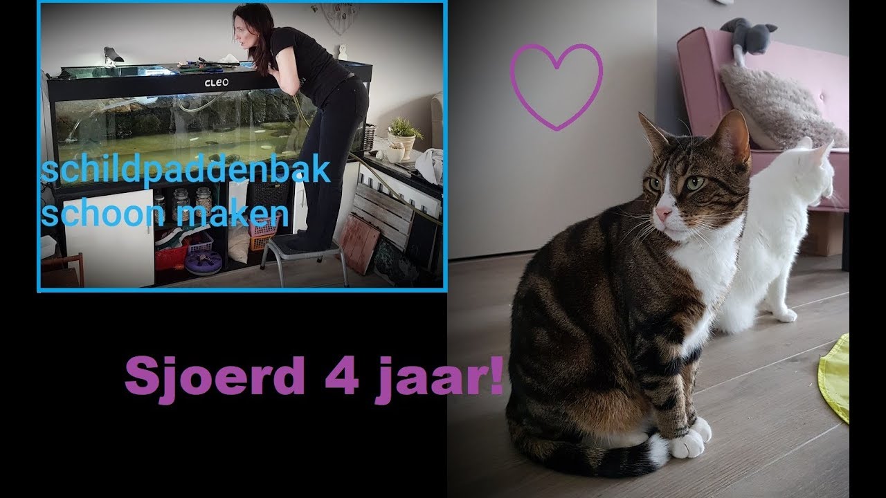 Schildpaddenbak schoon maken en Sjoerd is jarig