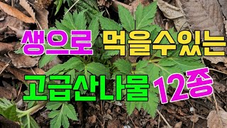 생으로 먹을수있는 고급산나물 12종