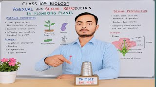 Sexual and asexual Reproduction Plant 