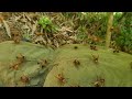 Bắt Tổ Ong Đất Khủng Nhất Trong Năm / Kênh Trải Nghiệm