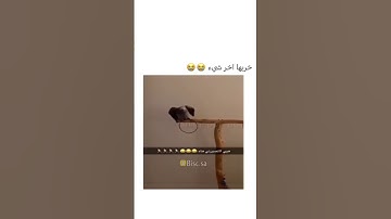 ببغاء الكاسكو الأفريقي يتكلم و يقرأ سورة الإخلاص بس آخر شي خربها 😂😂😂