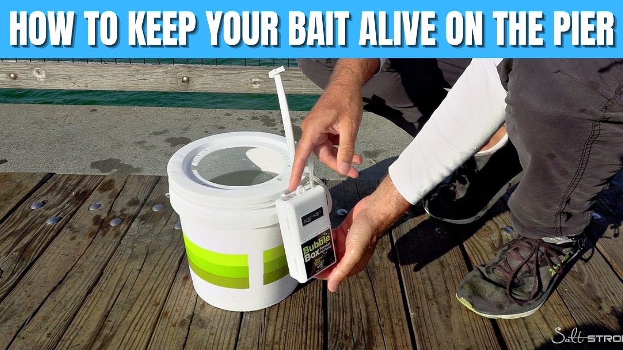 How To Keep Bait Alive On The Pier (Live Bait Management) 