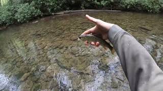 Rising brook trout DEEP in the PA wilderness