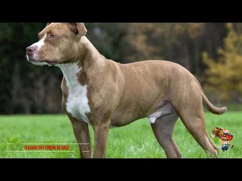 Vidéo: Segment HBO sur les chiens: de la race pure à la mort