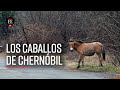 35 años de Chernóbil: los caballos salvajes que se apropiaron de la ciudad abandonada- El Espectador