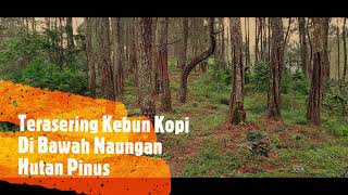 Terasering Kebun Kopi Di Hutan Pinus