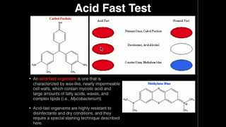 Microbiology: Acid Fast Test