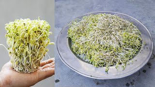 The Secret of Plastic Cups Grow Fresh Bean Sprouts