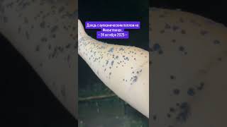 Небо рассыпало пепел